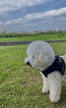 「悪いイタズラの記憶をみょんみょん吸い取られる」犬さん！？　もはやそうとしか見えない