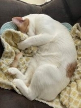 「何歳になっても赤ちゃんみたいに寝るんだろうなあ君は」まるまって眠る猫の姿に反響「飼い主への愛を感じる」