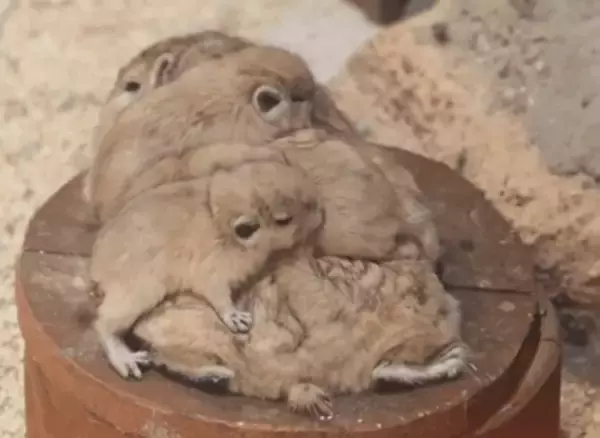 「お母さんの背中の上で安心だね」小さな動物の赤ちゃんたちに熱視線「毎日でも会いに行きたい…」