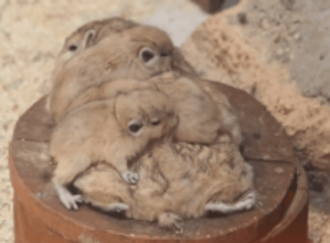 「お母さんの背中の上で安心だね」小さな動物の赤ちゃんたちに熱視線「毎日でも会いに行きたい…」