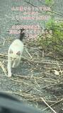 「餌を見ると、駆けよってきた子猫「また山に捨てられた？」保護ボランティア「小さな子猫は生きていけない、どうか命を繋いで」」の画像1