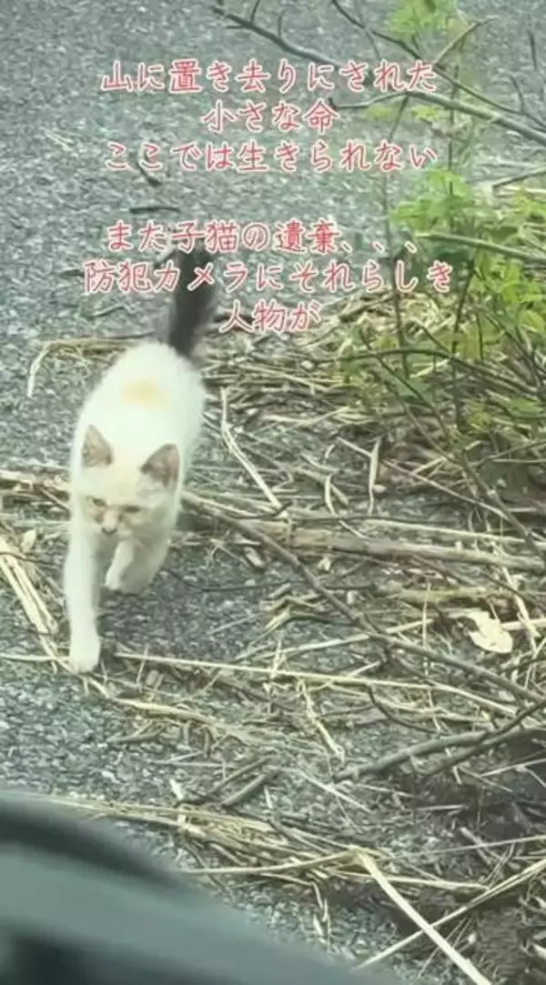 餌を見ると、駆けよってきた子猫「また山に捨てられた？」保護ボランティア「小さな子猫は生きていけない、どうか命を繋いで」