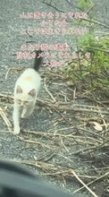 餌を見ると、駆けよってきた子猫「また山に捨てられた？」保護ボランティア「小さな子猫は生きていけない、どうか命を繋いで」
