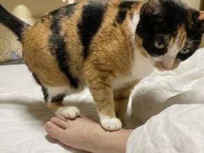 「猫が足を踏むのはわざと！」ベッドでくつろぐ飼い主の足を踏んでくる猫に「うちの子もやる、仲間だ」共感あつまる