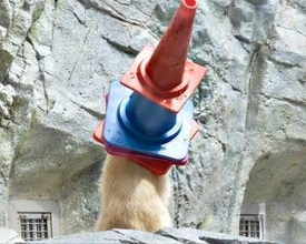 「何が何だか分からない」…三角コーンを4つかぶったホッキョクグマの赤ちゃん　男鹿水族館GAO、目撃した来館者も大盛り上がり！