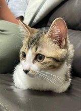 水路を流れてきた手のひらサイズの小さな子猫　「猫白血病」を乗り越え、やんちゃに成長、先住猫とも仲良しに