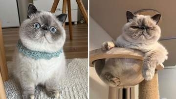「盛れている時」と「盛れていない時」の表情の差が激しすぎる猫さん、ギャップに爆笑