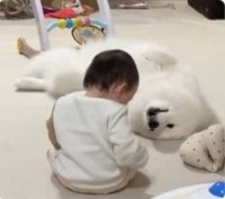 1歳息子の体力についていけず、へそ天で「省エネ子守り」する犬さん　「世のお母さん」「目が虚無w」