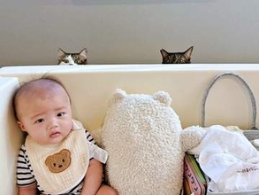 赤ちゃんが気になる？ひょっこり顔を出す2匹の猫の愛らしさに悶絶…！　「こんなかわいい構図あります？」「ベストショットすぎる！」
