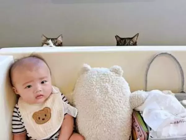 赤ちゃんが気になる？ひょっこり顔を出す2匹の猫の愛らしさに悶絶…！　「こんなかわいい構図あります？」「ベストショットすぎる！」