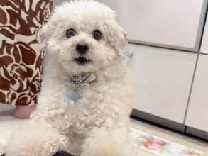 スマホを落としかけた瞬間→「危ない！」飛んできた犬の姿に3.8万件超のいいね「シゴデキ！」「優しい＆カッコいい～」