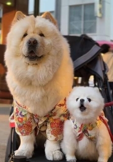 髪をバッサリと切った飼い主が帰宅すると→愛犬たちの反応に「ワンコ様でも戸惑うのね（笑）」「困り顔がかわいい」