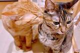 「猫も「猫吸い」！？ きょうだい猫を吸う姿に5.9万いいね　「かわいいがかわいいを吸ってかわいいを作ってる」「ラブラブですね」」の画像1