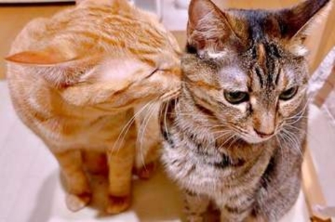 猫も「猫吸い」！？ きょうだい猫を吸う姿に5.9万いいね　「かわいいがかわいいを吸ってかわいいを作ってる」「ラブラブですね」