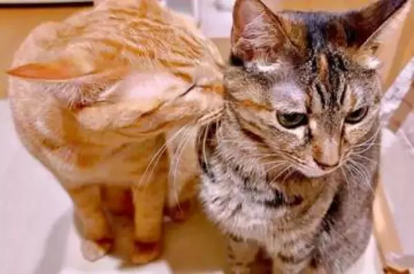 猫も「猫吸い」！？ きょうだい猫を吸う姿に5.9万いいね　「かわいいがかわいいを吸ってかわいいを作ってる」「ラブラブですね」
