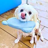 「「水を得たマルチーズ」…1歳わんこがプールを爆速スイスイ！ 文字通りの「犬かき」ぶりに「泳ぐの上手」「才色兼備」と反響」の画像1