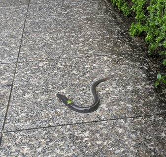 雨の静岡、道端で出会った生き物にびっくり　隣の区でも同じ現象　「産地ですからね」「蒲焼になるのが嫌で逃げたのかな」