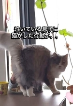 「慰めてくれてる…優しいね」子どもが泣くと必ず駆け寄ってスリスリ　気遣い猫の動画に4.4万いいね　「いっぱい愛情もらってる証拠」