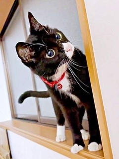猫、窓の外にいるヤモリに大苦戦　「横からならいける？」体をひねって捕まえようとする動画が大反響　「動きがあほっぽくて好き」