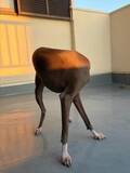 「「最新の4本足ロボット！？」　頭のない犬さんのポーズに驚き「ダリの作品かと」」の画像1