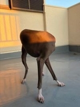 「最新の4本足ロボット！？」　頭のない犬さんのポーズに驚き「ダリの作品かと」