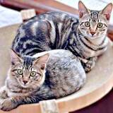 「愛猫の死で体調を崩し、薬に頼る日々　悲しみに沈む家族を救ったのは対照的な性格の小さな“兄妹猫”　再び動き出した時間」の画像1