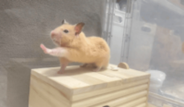 寝起きのハムスター……何してるの？　たまたま撮れた姿に「ストレッチすごく上手だね」「私より上手い」