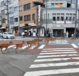 「赤信号なのに……奈良ならではの交通ルール！　クラクションを鳴らす車はゼロ、10頭のシカに「お行儀もいい」「神様のお遣いですから！」」の画像1