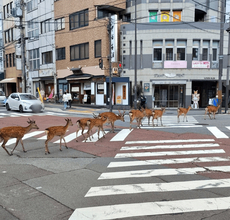 赤信号なのに……奈良ならではの交通ルール！　クラクションを鳴らす車はゼロ、10頭のシカに「お行儀もいい」「神様のお遣いですから！」