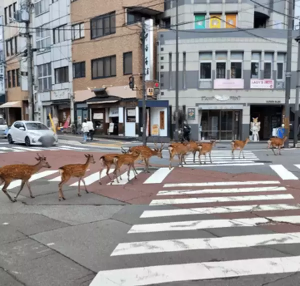 赤信号なのに……奈良ならではの交通ルール！　クラクションを鳴らす車はゼロ、10頭のシカに「お行儀もいい」「神様のお遣いですから！」