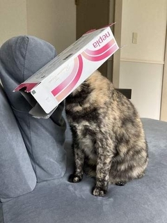 ティッシュがなくなると、飛んでやってくる猫さん　なんで？「映画泥棒にしか見えない」