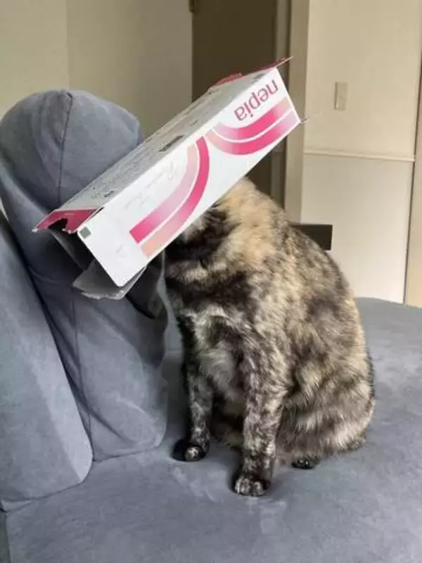 頭にかぶせるとゴキゲンでゴロゴロ　ティッシュの空き箱大好き猫さん「映画泥棒にしか見えない」