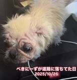 「道路に倒れていた小さな犬「死体かと思った」…救出直後の衝撃と、飼い主の“信じがたい一言”」の画像1