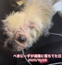 道路に倒れていた小さな犬「死体かと思った」…救出直後の衝撃と、飼い主の“信じがたい一言”