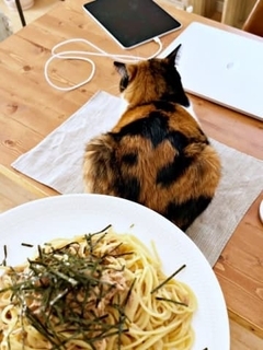 ランチョンマット敷いたら即着席！？ 猫の完璧すぎるタイミングに5.7万いいね　「あるあるですね」「食べちゃっていいのかな」