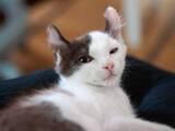 「父からSOS！「ここだぁ〜」駆けつけると風呂場に小さな子猫　7年後の“甘えん坊長男”に「優しい家族がいるお家」「運命を感じますね」」の画像1