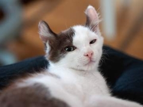父からSOS！「ここだぁ〜」駆けつけると風呂場に小さな子猫　7年後の“甘えん坊長男”に「優しい家族がいるお家」「運命を感じますね」