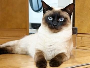 「古式泳法なう」……寝そべったまま、スイスイと進む猫　“横着ぶり”に「猫式ほふく前進」「のし泳ぎかっ（笑）」