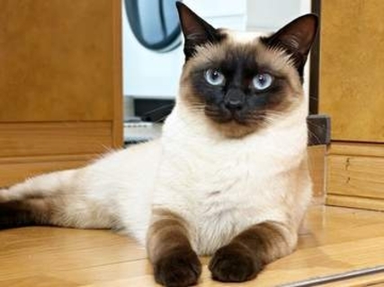 ものぐさな猫！？　寝そべったままで、器用に……飼い主がついに激写「猫式ほふく前進」「のし泳ぎかっ（笑）」
