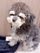 眉毛サロンの前と後で表情が劇的に一変　白い眉毛がチャームポイントの犬→ぱっちり笑顔に「明るい表情になった」「上品」の声