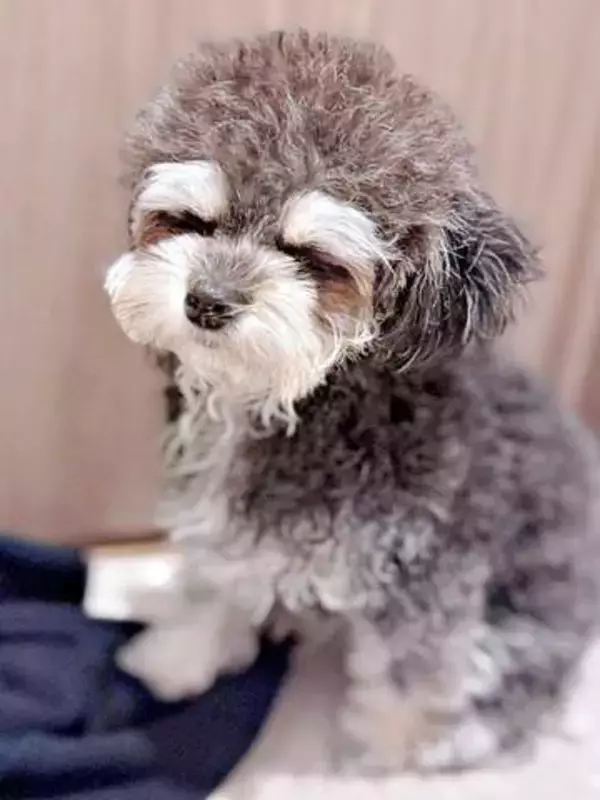 眉毛サロンの前と後で表情が劇的に一変　白い眉毛がチャームポイントの犬→ぱっちり笑顔に「明るい表情になった」「上品」の声