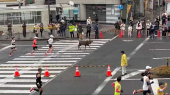 「奈良マラソンに鹿も参加してて2度見した」追い抜かれそうになり、走り出す様子も可愛い