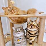 「「もう人間は信じない…」シャンプーされた猫3匹の渋い表情が話題　「めっちゃ怒ってるw」「シャンプーで失う信頼！」「かわよい」」の画像1