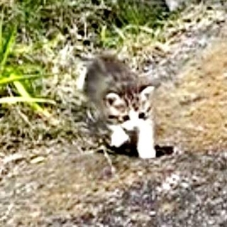 母猫とはぐれて鳴き続けていた子猫　よたよた歩き、あわや溝の隙間に落ちかけて…たまらず保護　3年後の姿に祝福と感謝の声が続々