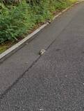 「「生きてる…」散歩道で見つけた瀕死の子猫　下半身まひ、前足だけで体を引きずる　助けてもその先どうすれば……それでも「置いてけなかった」」の画像1