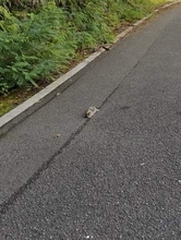 「生きてる…」散歩道で見つけた瀕死の子猫　下半身まひ、前足だけで体を引きずる　助けてもその先どうすれば……それでも「置いてけなかった」