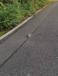 「生きてる…」散歩道で見つけた瀕死の子猫　下半身まひ、前足だけで体を引きずる　助けてもその先どうすれば……それでも「置いてけなかった」