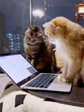 「何してくれとんねん！」アニメ観賞中に“一時停止”をやらかした猫、同居猫からのガチギレパンチに反響　「マジで怒ってる（笑）」