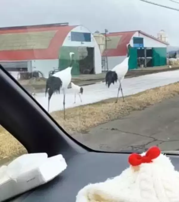 「やばー！ちかー！こんなにデカいの？」道路に突然現れた野生のタンチョウ「本当にいるんだ！」