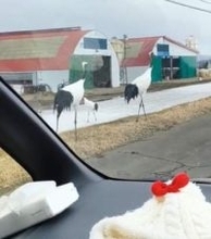 「やばー！ちかー！こんなにデカいの？」道路に突然現れた野生のタンチョウ「本当にいるんだ！」